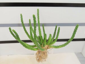 4077 「実生」ユーフォルビア イネルミス 抜き苗【塊根植物・Euphorbia inermis・地植え株】