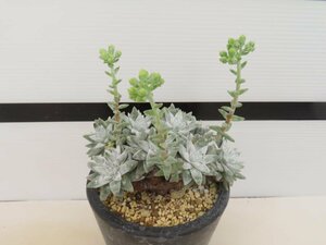 4092 「多肉植物」ダドレア グノマ 植え【発根未確認・・塊根植物・美株・Dudleya gnoma・検）グリーニー】