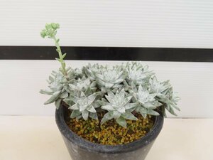 4086 「多肉植物」ダドレア グノマ 植え【発根未確認・・塊根植物・美株・Dudleya gnoma・検）グリーニー】