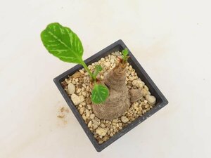 4062 「多肉植物】ユーフォルビア フィッシュスケール 植え【発根未確認・Euphorbia fish bone】