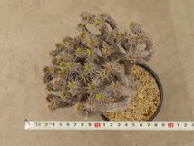 4119 「多肉植物」ユーフォルビア ギラウミニアナ　大 植え【Euphorbia guillauminiana・発根未完了・発芽開始】_画像6