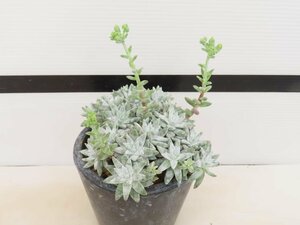 4107 「多肉植物」ダドレア グノマ 植え【発根未確認・・塊根植物・美株・Dudleya gnoma・検）グリーニー】