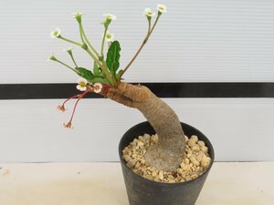 4060 「多肉植物】ユーフォルビア フィッシュスケール 植え【発根未確認・Euphorbia fish bone】