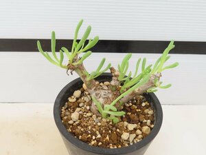 4025 「実生」オトンナ クラビフォリア 植え【発根・多肉植物・Othonna clavifolia・・葉落ちします】