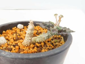 4002 「多肉植物」ユーフォルビア トゥレアレンシス 【発根・美株・Euphorbia tulearensis】
