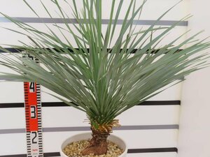 4120 「観葉植物」ユッカ ロストラータ【美株・大株・Yucca rostrata】