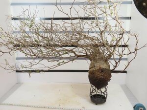 4139 「塊根植物」マダガスカル特急便 鮮度自信ありパキプス【到着後3日以内の返品OK・根切確認済・Operculicarya pachypus】