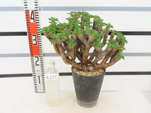 4117 「多肉植物」ユーフォルビア ギラウミニアナ　大 植え【Euphorbia guillauminiana・発根未完了・発芽開始】