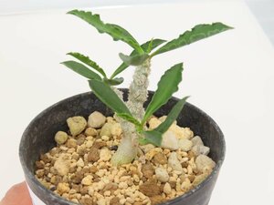 6760 「実生」ユーフォルビア スザンナエ マルニエラエ 植え【発根・Euphorbia suzannae-marnierae・実生】