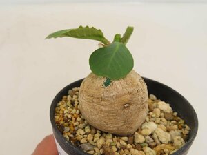 6767 「多肉植物」ユーフォルビア プリムリフォリア 植え【発根未確認・Euphorbia primulifolia・塊根植物】