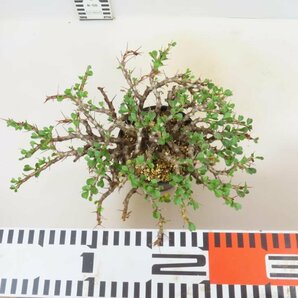 6870 「多肉植物」サルコカウロン バンデリエティアエ 植え【発根未確認・Sarcocaulon vanderietiae】の画像5