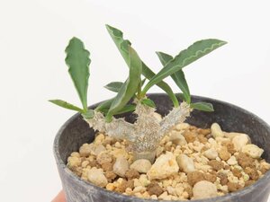 6759 「実生」ユーフォルビア スザンナエ マルニエラエ 植え【発根・Euphorbia suzannae-marnierae・実生】