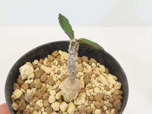 6756 「実生」ユーフォルビア スザンナエ マルニエラエ 植え【発根・Euphorbia suzannae-marnierae・実生】