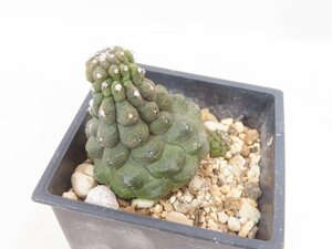 6803 「サボテンQ」コピアポア ヒポガエア 植え【多肉植物・発根・Copiapoa hypogaea】