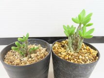 6776 「実生」チレコドン デシピエンス 2株セット【発根未確認・塊根植物・多肉植物・Tylecodon decipiens・美株】_画像4