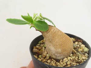 6766 「多肉植物」ユーフォルビア プリムリフォリア 植え【発根未確認・Euphorbia primulifolia・塊根植物】