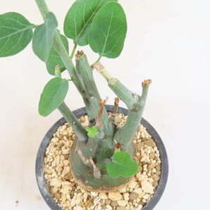 6832 「塊根植物」アデニア スピノーサ 植え【発根未確認・Adenia spinosa・多肉植物・丸株】の画像5