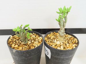 6779 「実生」チレコドン デシピエンス 2株セット【発根未確認・塊根植物・多肉植物・Tylecodon decipiens・美株】