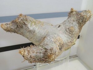 6314 「塊根植物」パキポディウム エニグマティクム 抜き苗【最新到着・enigmaticum・根切確認済み】