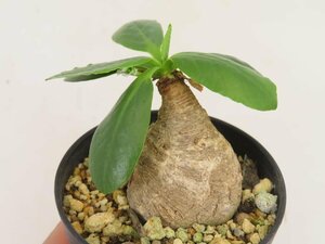 6763 「多肉植物」ユーフォルビア プリムリフォリア 植え【発根未確認・Euphorbia primulifolia・塊根植物】