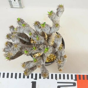 6843 「多肉植物」ユーフォルビア ギラウミニアナ 植え【発根未確認・Euphorbia guillauminiana・発芽開始】の画像5