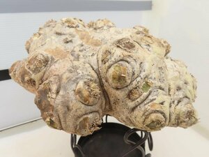 6002 「塊根植物」パキポディウム 恵比寿笑い 大 抜き苗【最新到着・brevicaule・根切確認済・マダガスカル・多肉植物】