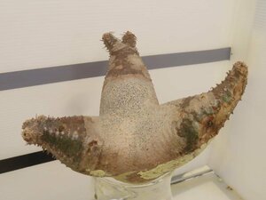 6179 「塊根植物」パキポディウム マカイエンセ 抜き苗【最新到着・makayense・根切確認済み】