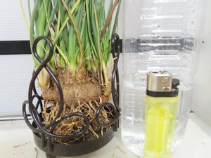 6348 「多肉植物」カリバナス フーケリー 抜き苗【最新到着・実生・Calibannus hookeri・大株・塊根植物】