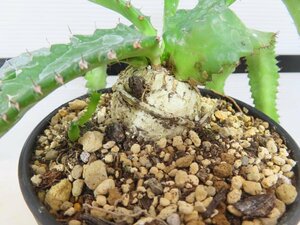 6868 「実生」ユーフォルビア　ステラータ大【発根・Euphorbia stellata・飛竜・多肉植物】