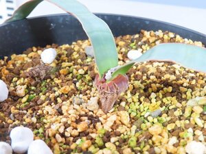 6854 「裸子植物」ウェルウィッチア　ミラビリス　植え【発根・奇想天外・Welwitschia mirabilis】