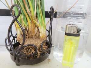 6355 「多肉植物」カリバナス フーケリー 抜き苗【最新到着・実生・Calibannus hookeri・大株・塊根植物】