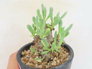 6818 「実生」オトンナ クラビフォリア 植え【発根・多肉植物・Othonna clavifolia・・葉落ちします】