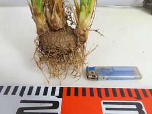 6347 「多肉植物」カリバナス フーケリー 抜き苗【最新到着・実生・Calibannus hookeri・大株・塊根植物】