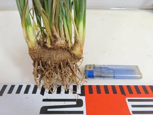 6359 「多肉植物」カリバナス フーケリー 抜き苗【最新到着・実生・Calibannus hookeri・大株・塊根植物】