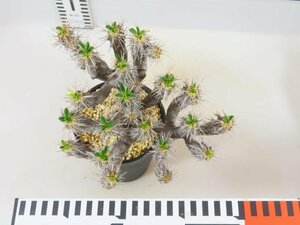 6852 「多肉植物」ユーフォルビア ギラウミニアナ 植え【発根未確認・Euphorbia guillauminiana・発芽開始】