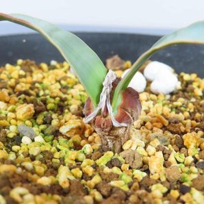 6854 「裸子植物」ウェルウィッチア ミラビリス 植え【発根・奇想天外・Welwitschia mirabilis】の画像4