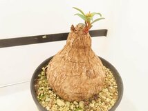 8876 「多肉植物」ユーフォルビア トリカデニア 植え【発根未確認・Euphorbia trichadenia・芽吹き】_画像3