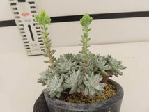 8007 「多肉植物」ダドレア グノマ 植え【発根未確認・・塊根植物・美株・Dudleya gnoma・検）グリーニー】_画像1