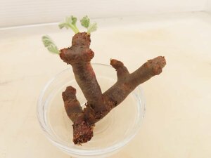 9365 「塊根植物」ペラルゴニウム ミラビレ 折れ枝抜き苗【mirabile・芽吹き・畑地植え株】