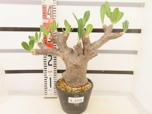 9359 「塊根植物」パキポディウム エニグマティクム 植え【発根未確認・Pachypodium enigmaticum・多肉植物】