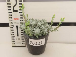 8021 「多肉植物」ダドレア グノマ 植え【発根未確認・・塊根植物・美株・Dudleya gnoma・検）グリーニー】