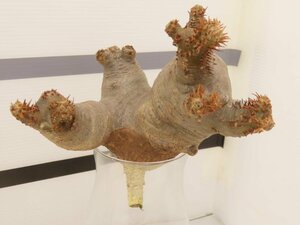 8807 「塊根植物」パキポディウム マカイエンセ 抜き苗【最新到着・makayense・根切確認済み】