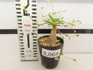 8064 「多肉植物】ユーフォルビア フィッシュスケール 植え【発根未確認・Euphorbia fish bone】