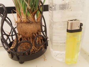 8319 「多肉植物」カリバナス フーケリー 抜き苗【最新到着・実生・Calibannus hookeri・大株・塊根植物】