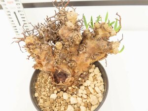 8052 「多肉植物」チレコドン 植え【発根未確認・芽吹き・Tylecodon】