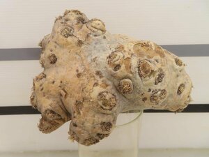 8428 「塊根植物」パキポディウム 恵比寿笑い 大 抜き苗【最新到着・brevicaule・根切確認済・マダガスカル・多肉植物】