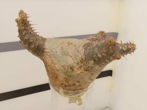 8806 「塊根植物」パキポディウム マカイエンセ 抜き苗【最新到着・makayense・根切確認済み】