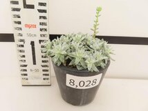 8028 「多肉植物」ダドレア グノマ 植え【発根未確認・・塊根植物・美株・Dudleya gnoma・検）グリーニー】_画像1