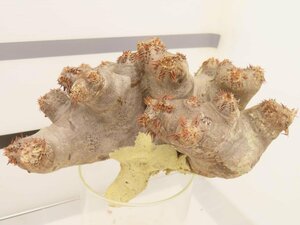 8768 「塊根植物」パキポディウム ブレビカリックス 抜き苗【最新到着・brevicalyx・根切確認済】