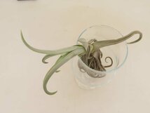 2030 「エアプランツ」tillandsia paleacea ×durati 抜き苗【希少・美株・チランジア】_画像4